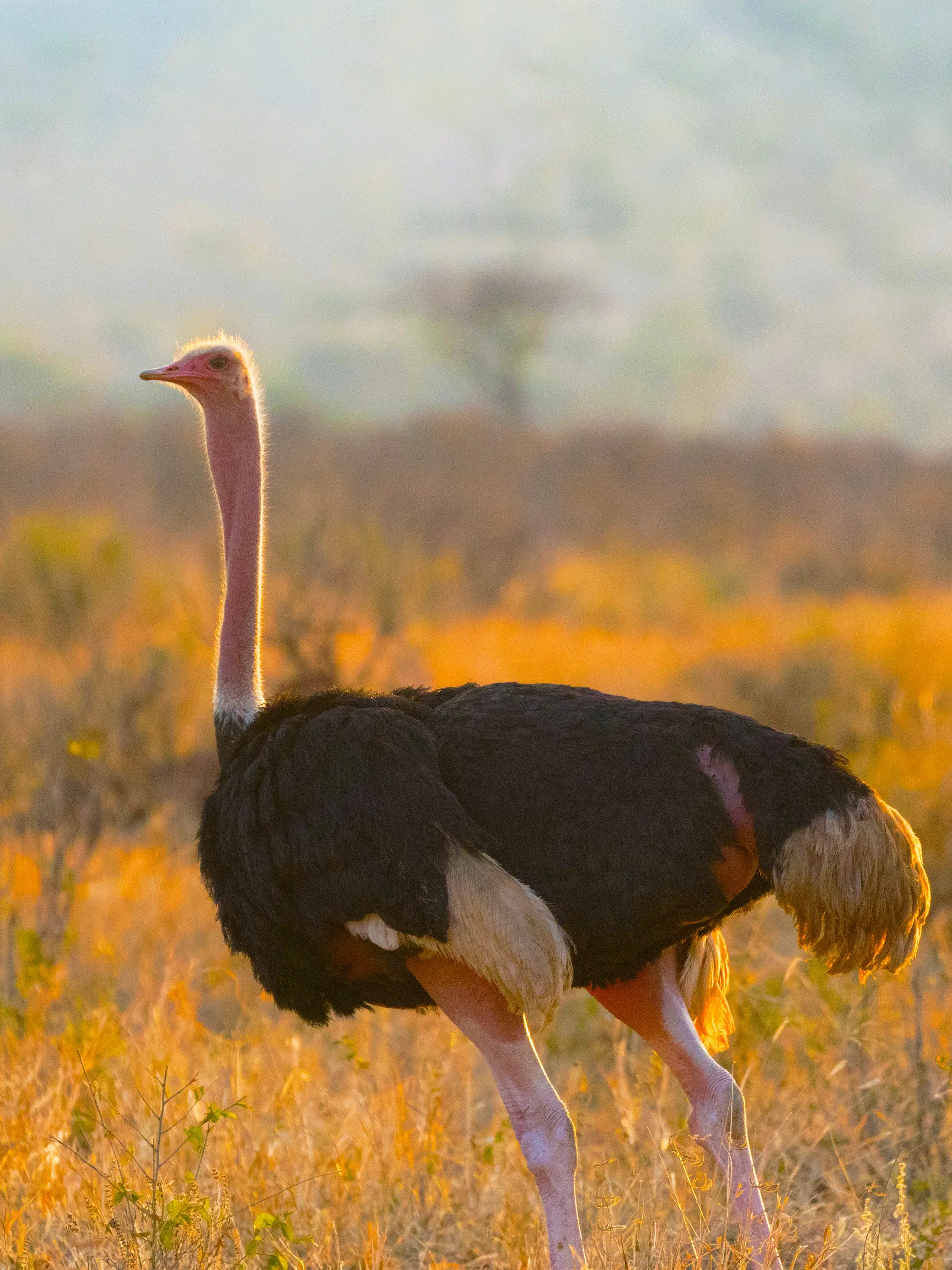 Arusha National Park