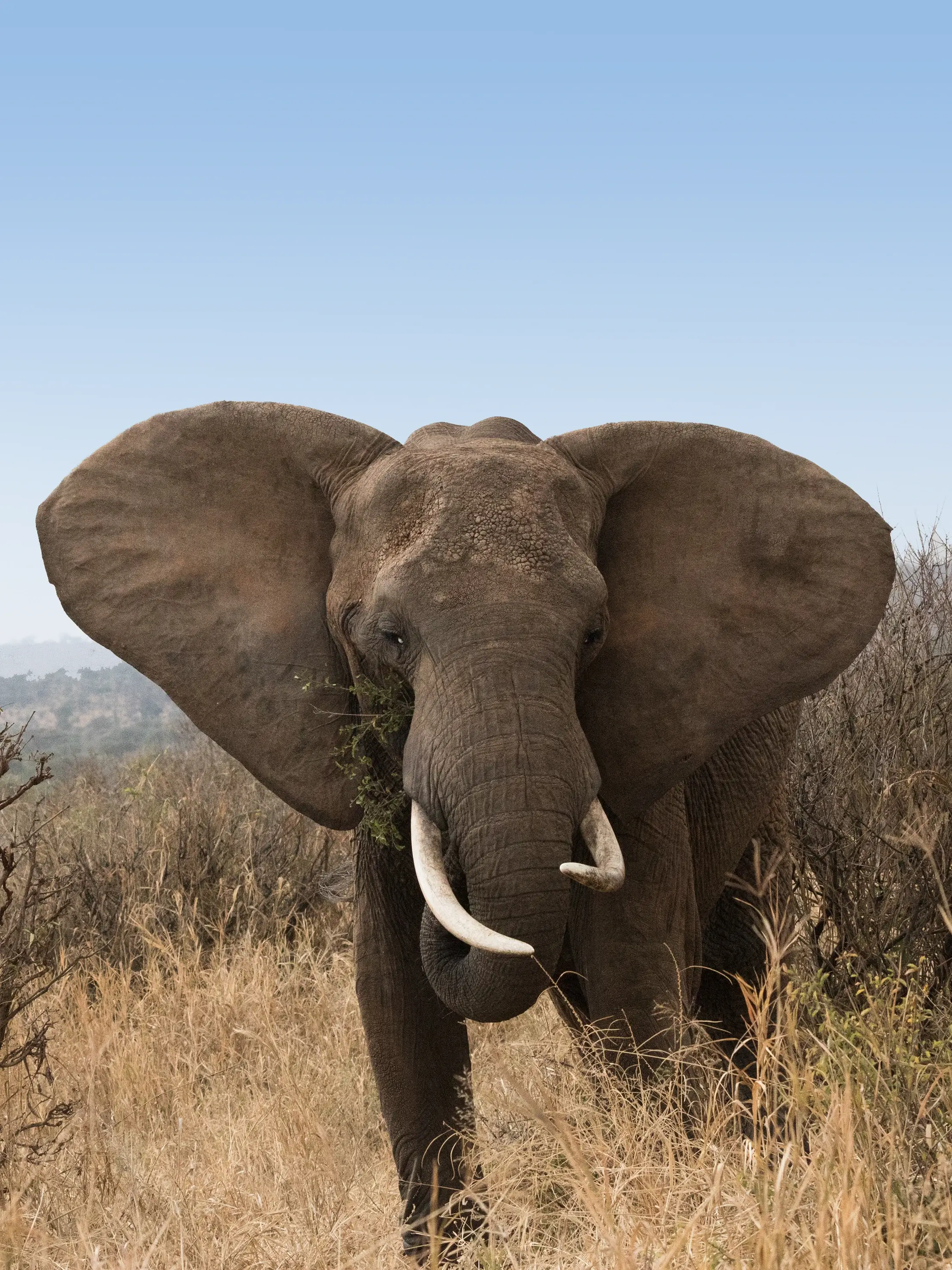 Tarangire National Parks