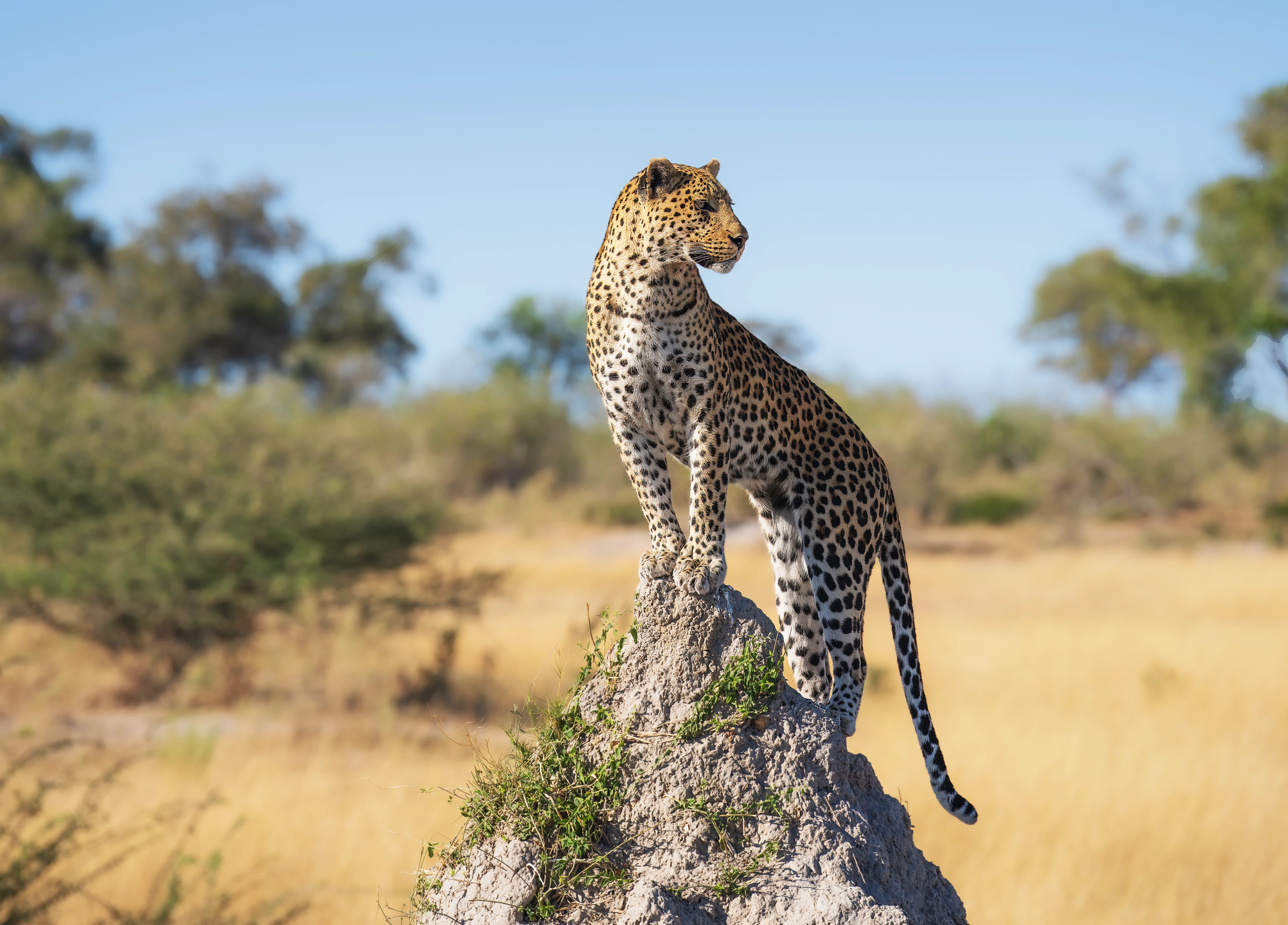 Tanzania Safari Cost From The Uk
