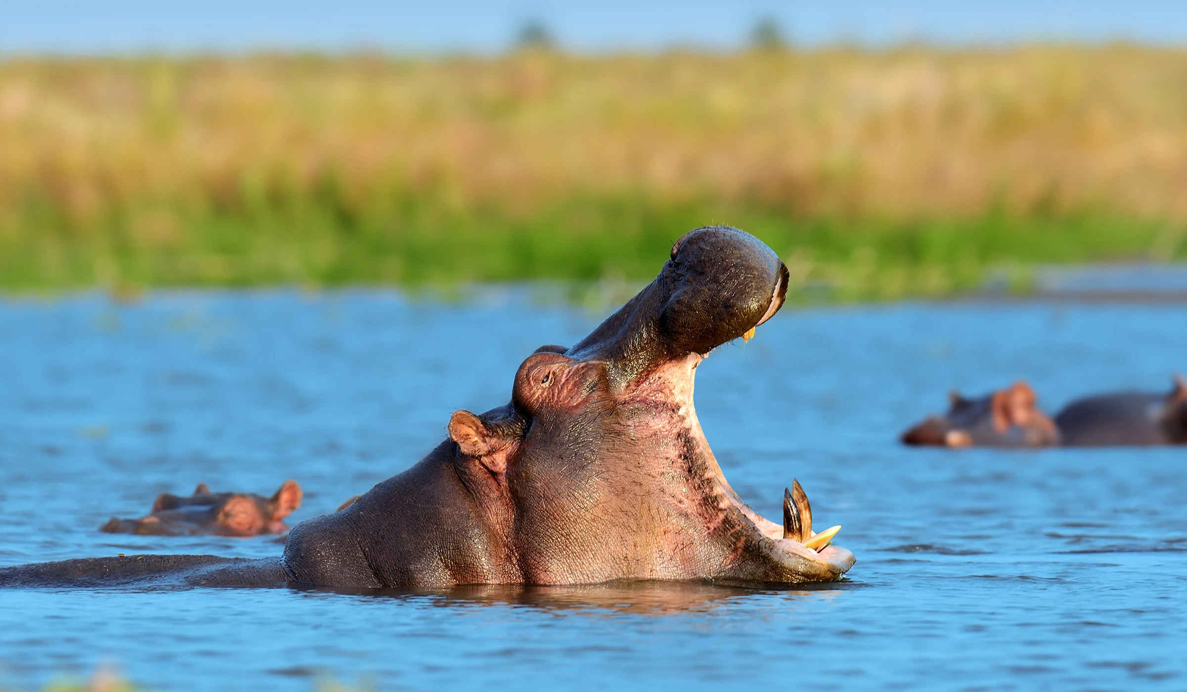 Tanzania Safari Cost From The Uk