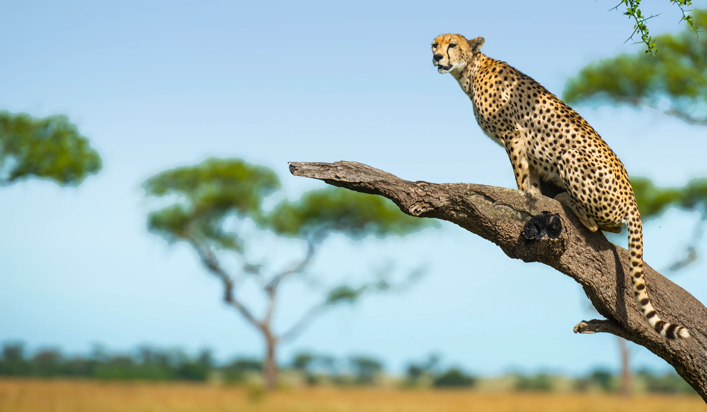 Tanzania Safari Cost From The Usa