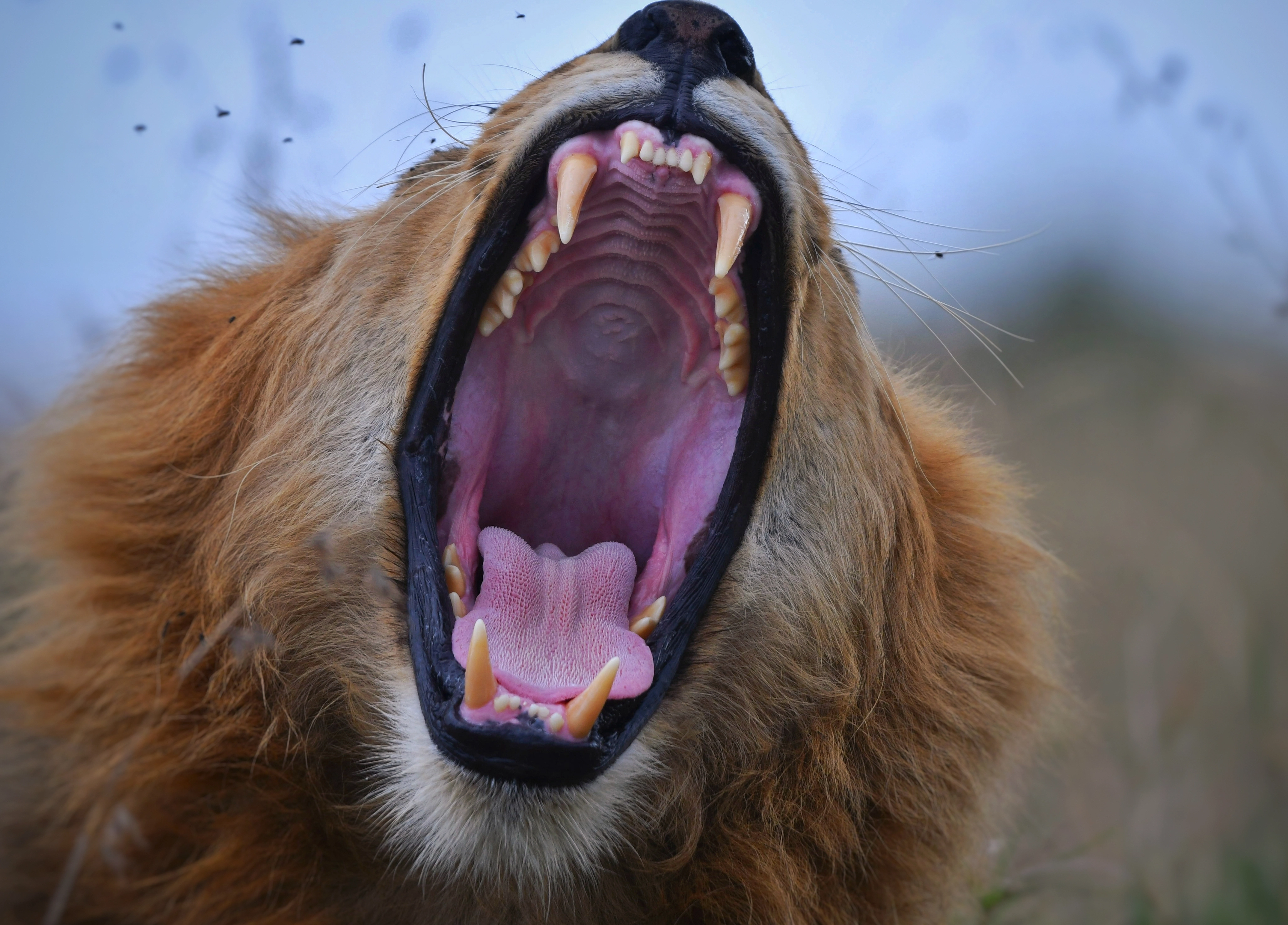 Tanzania Safari Cost From The Usa