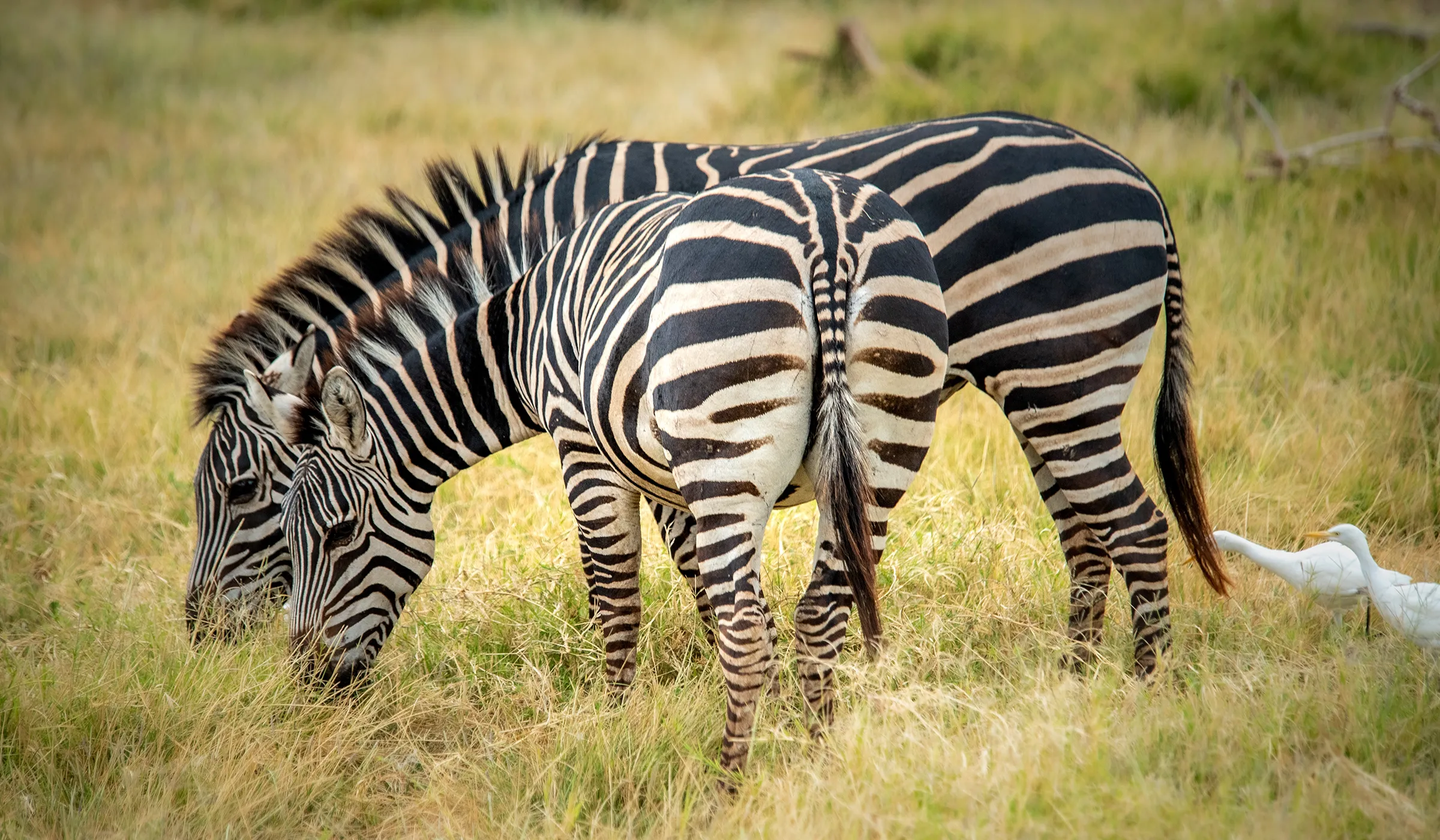 Tanzania Safari Faqs
