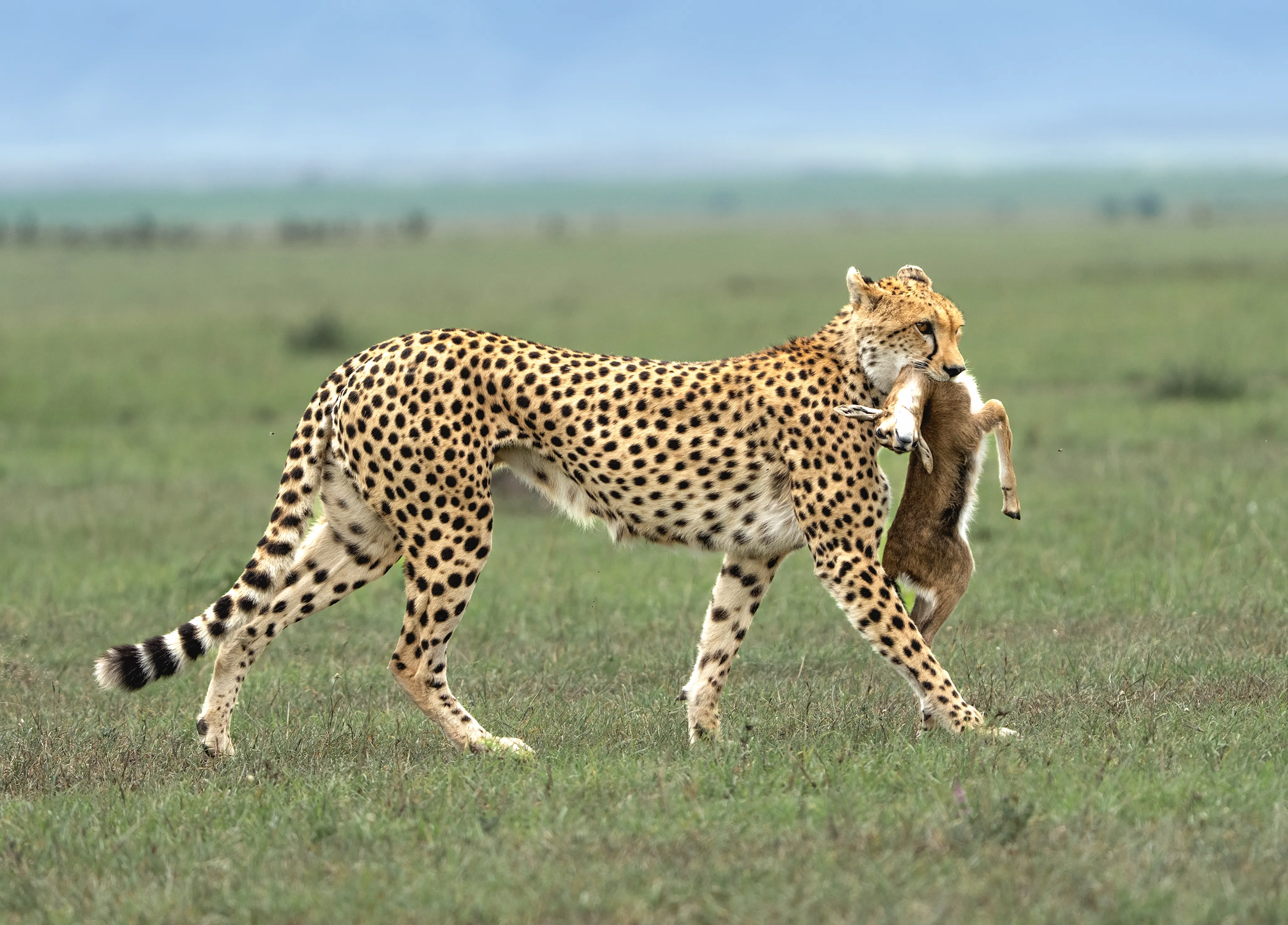 Tanzania Safari Faqs