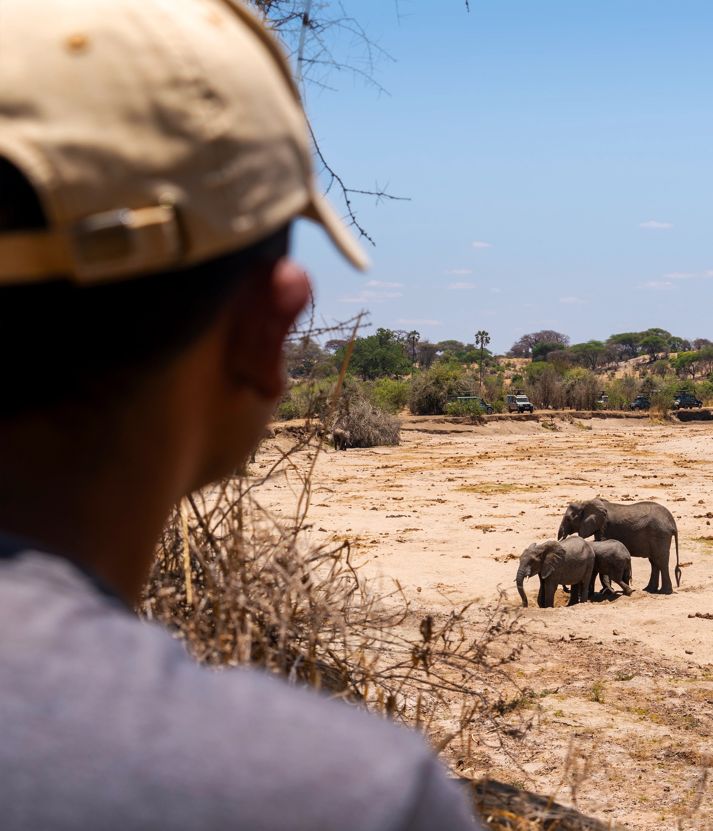 Tarangire National Parks