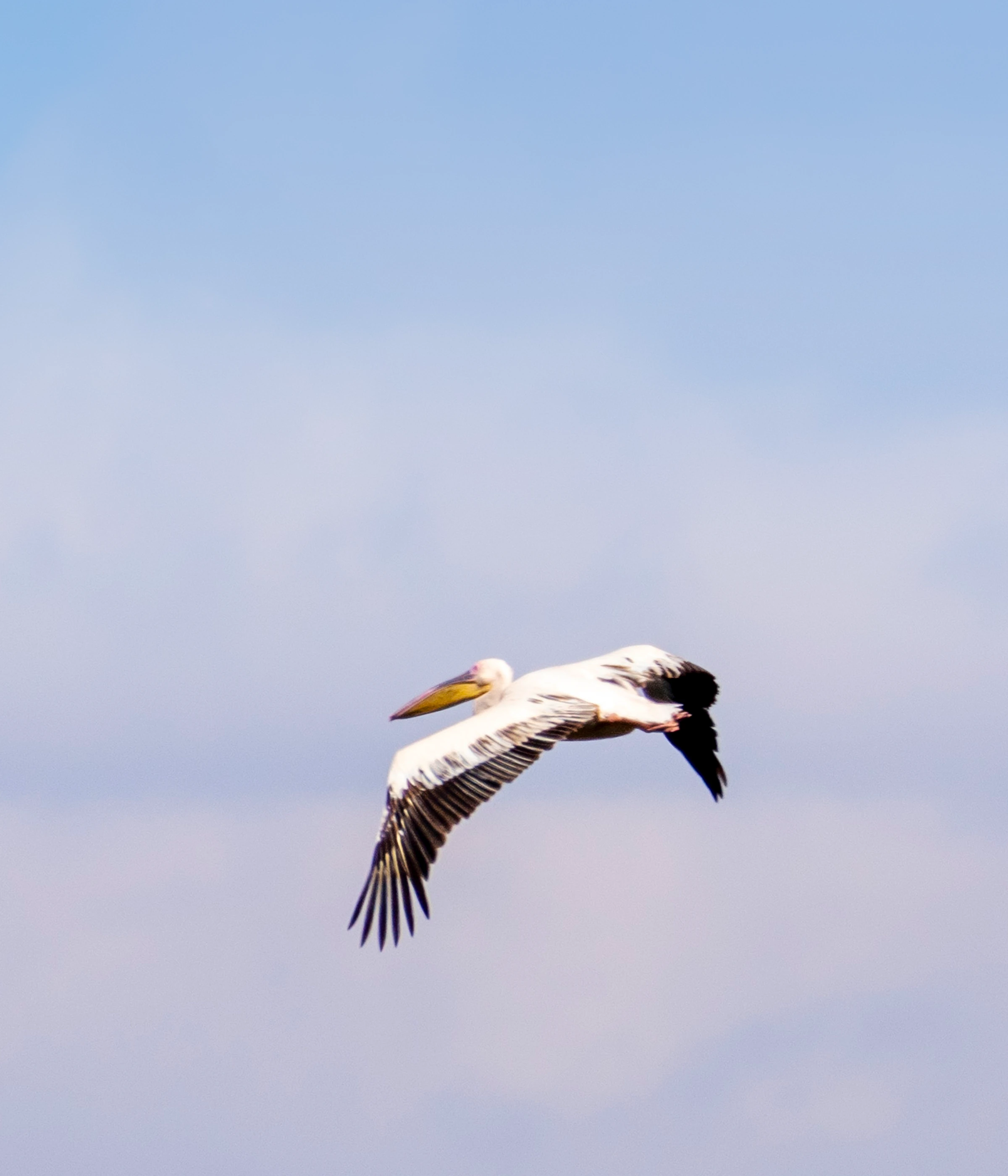 Tarangire National Parks