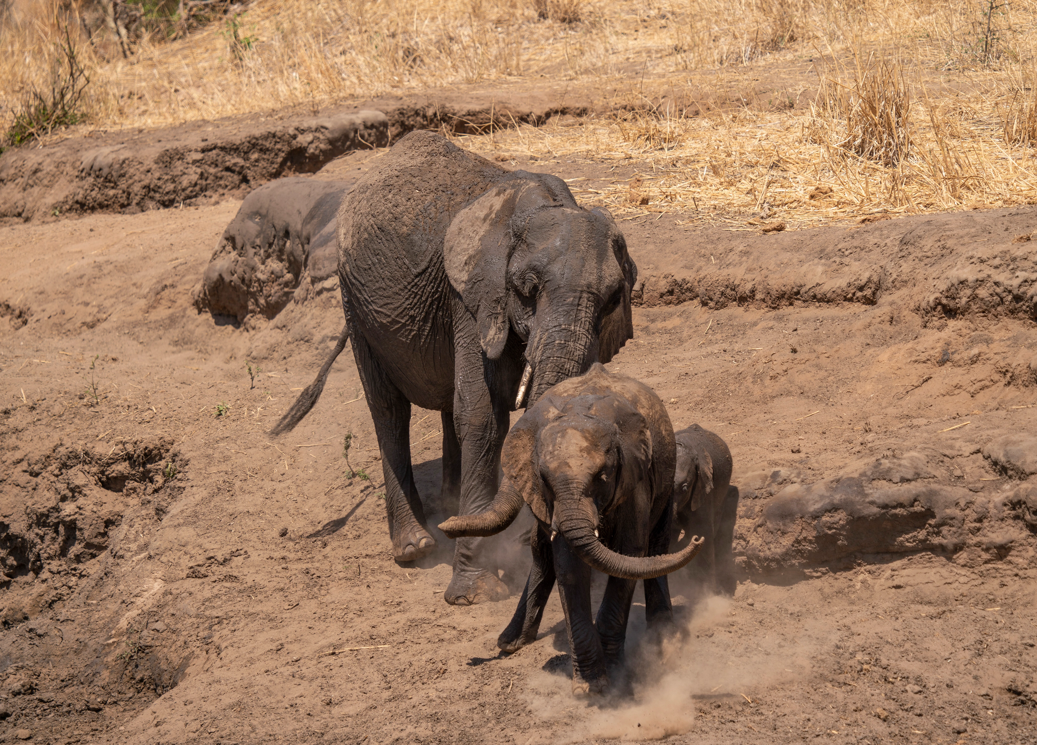 Tarangire National Park