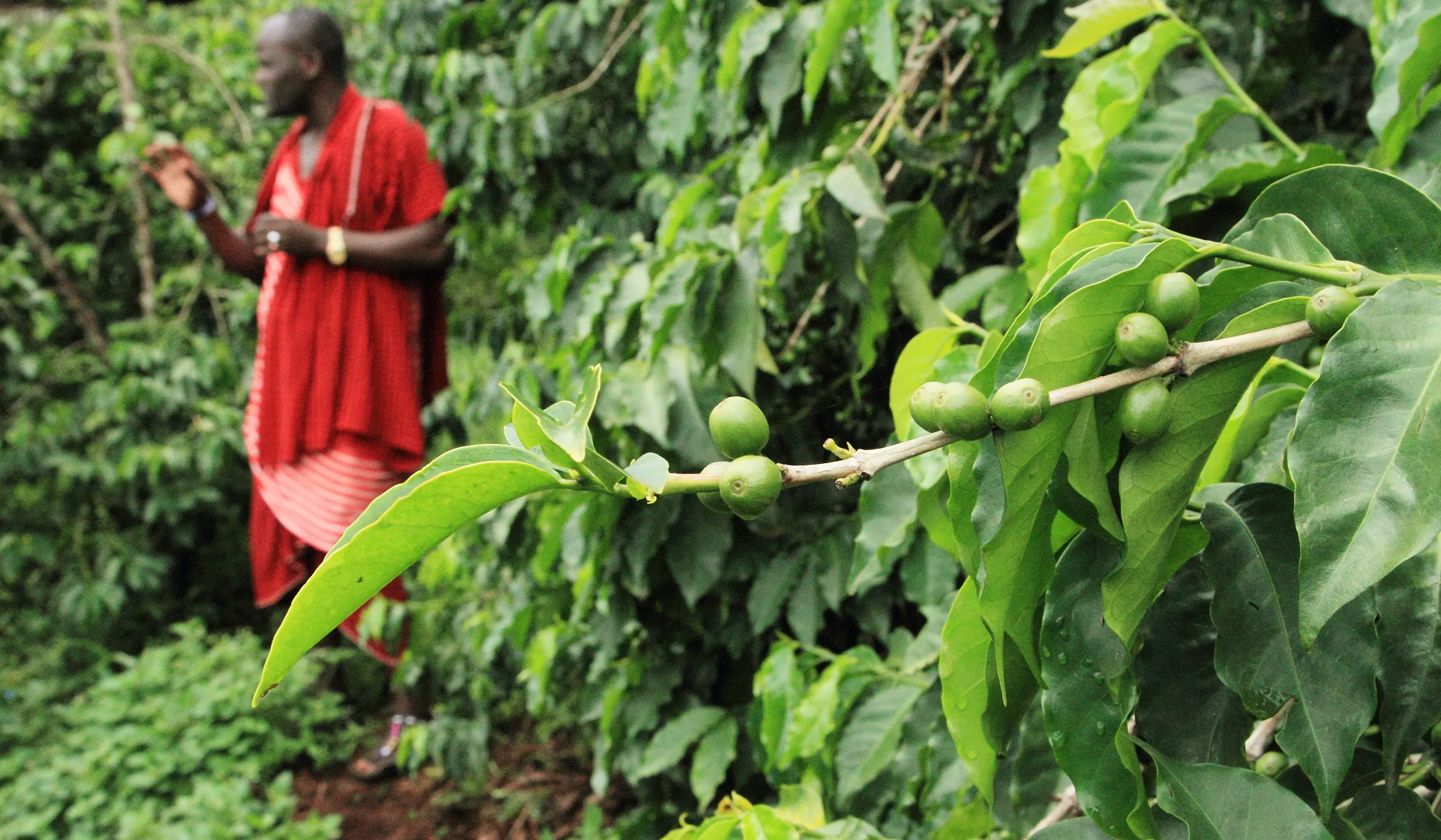50 Things To Do In Arusha