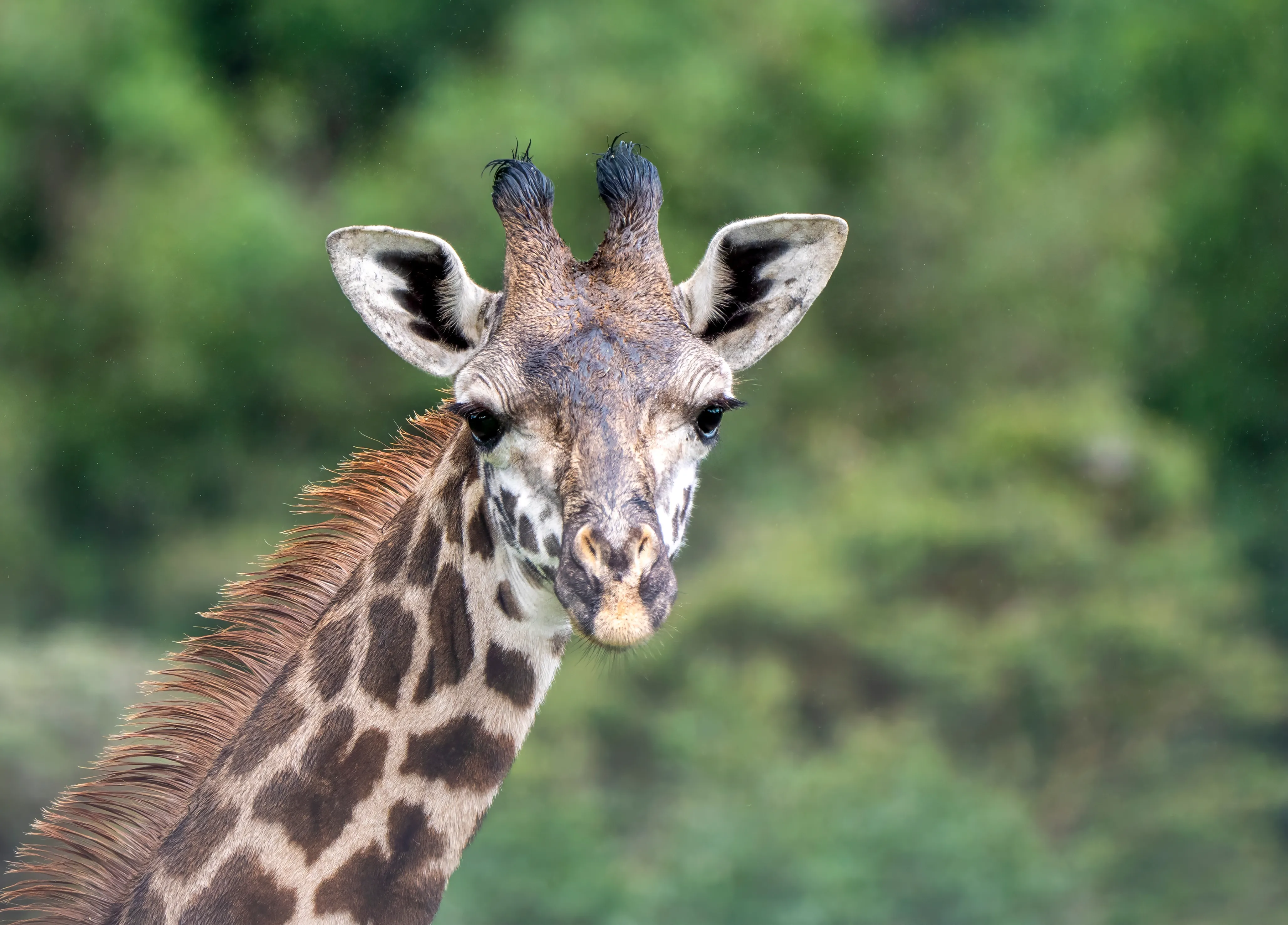 50 Things To Do In Arusha