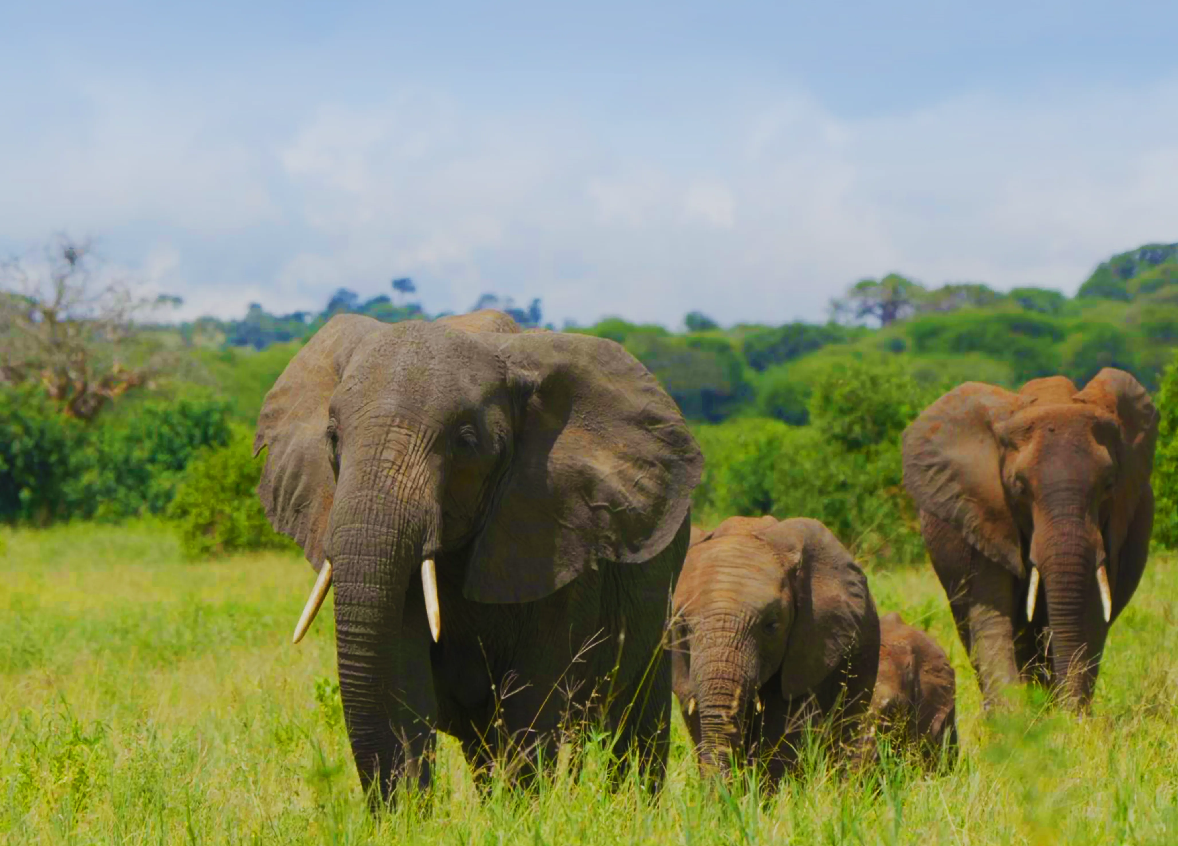 Things To Do In Tanzania