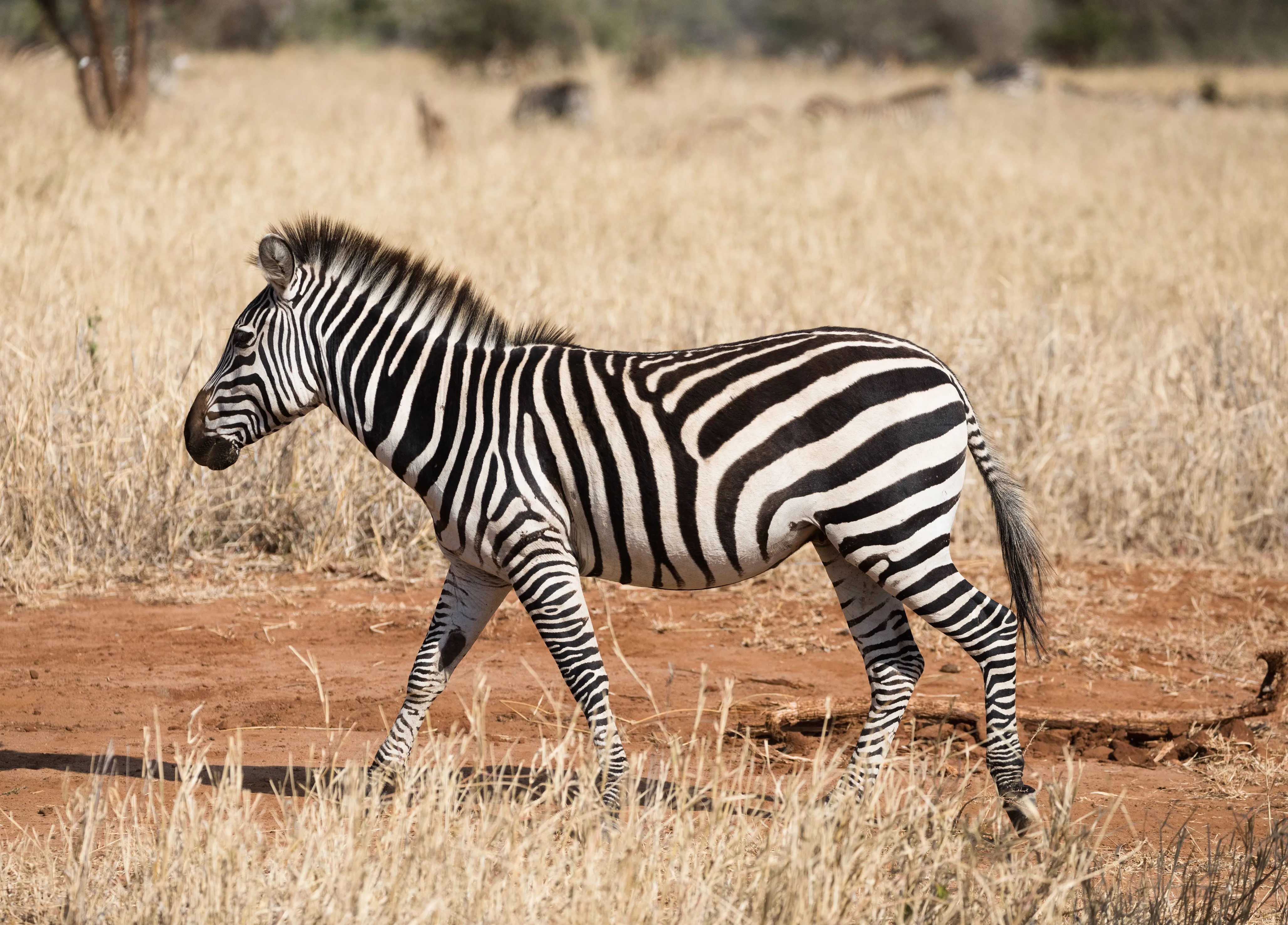 Things To Do In Tanzania