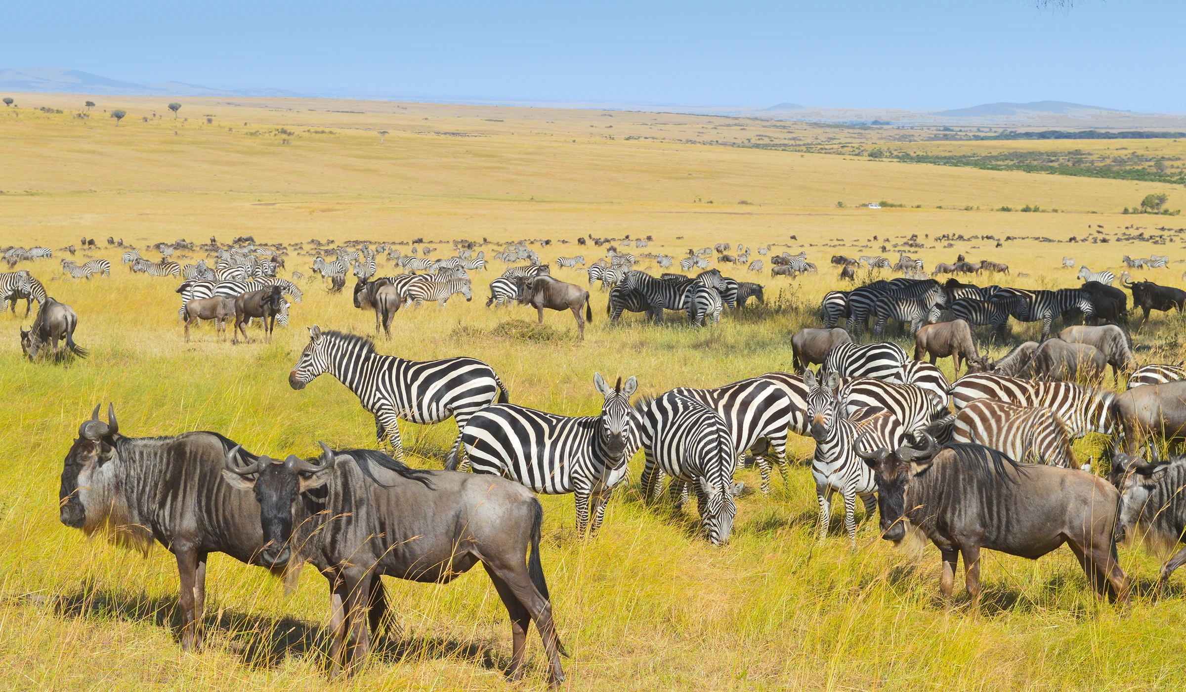When To Visit Serengeti National Park