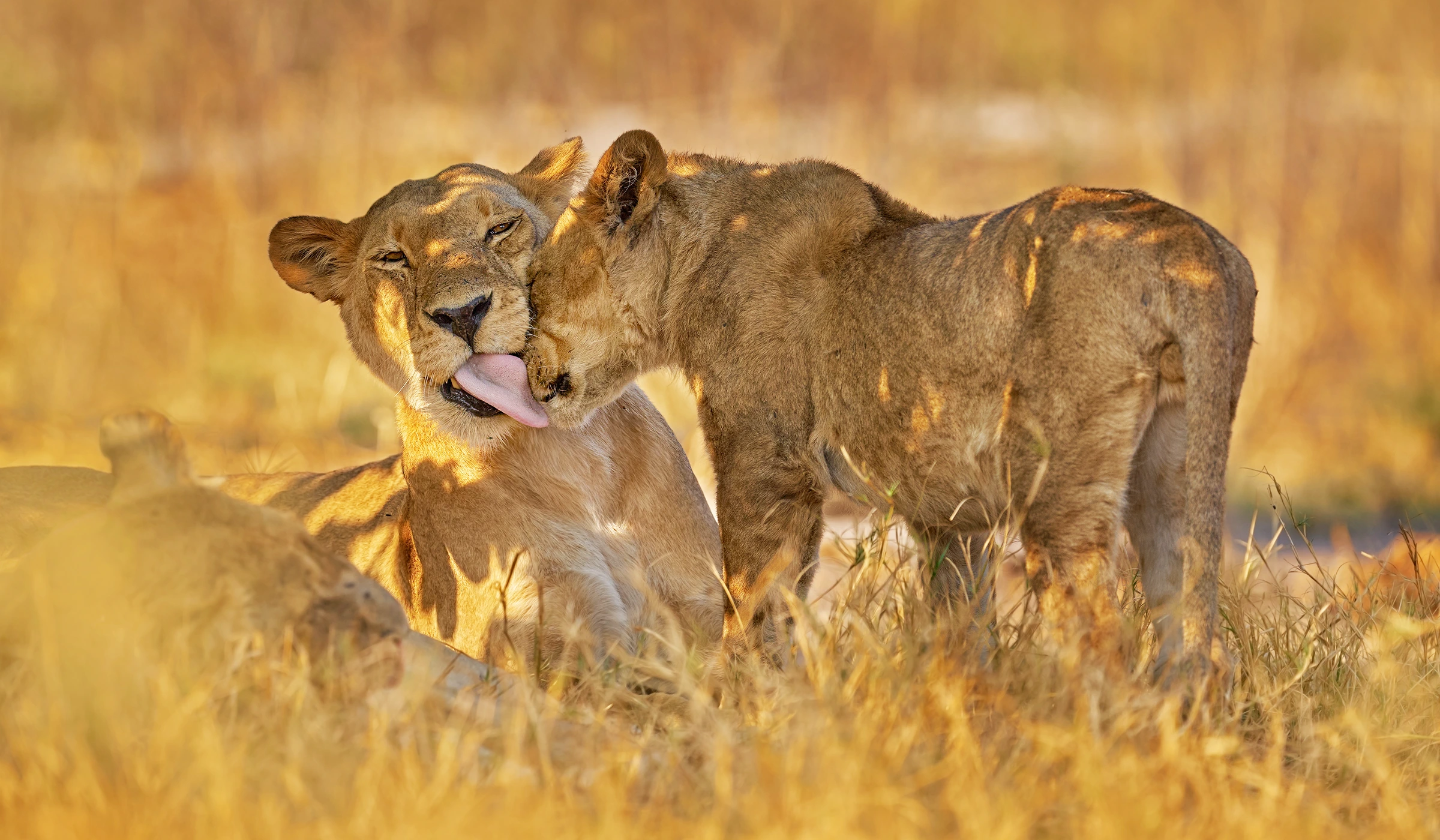 When To Visit Serengeti National Park