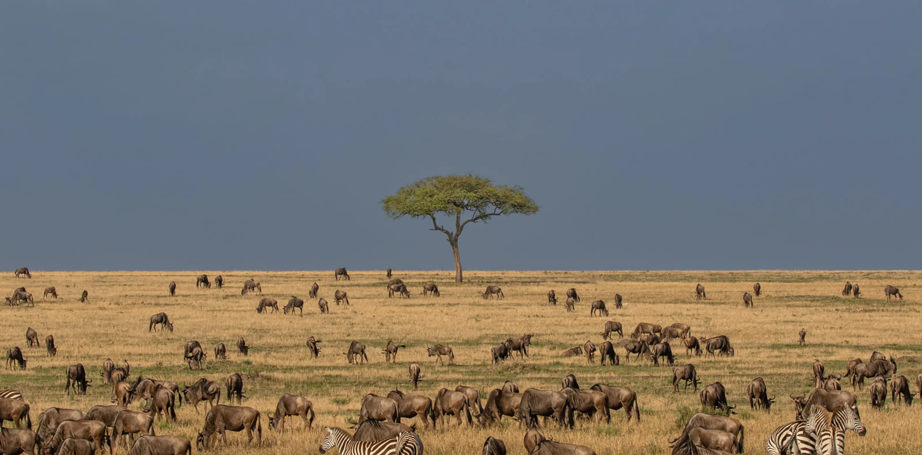 Wildebeest Migration Facts