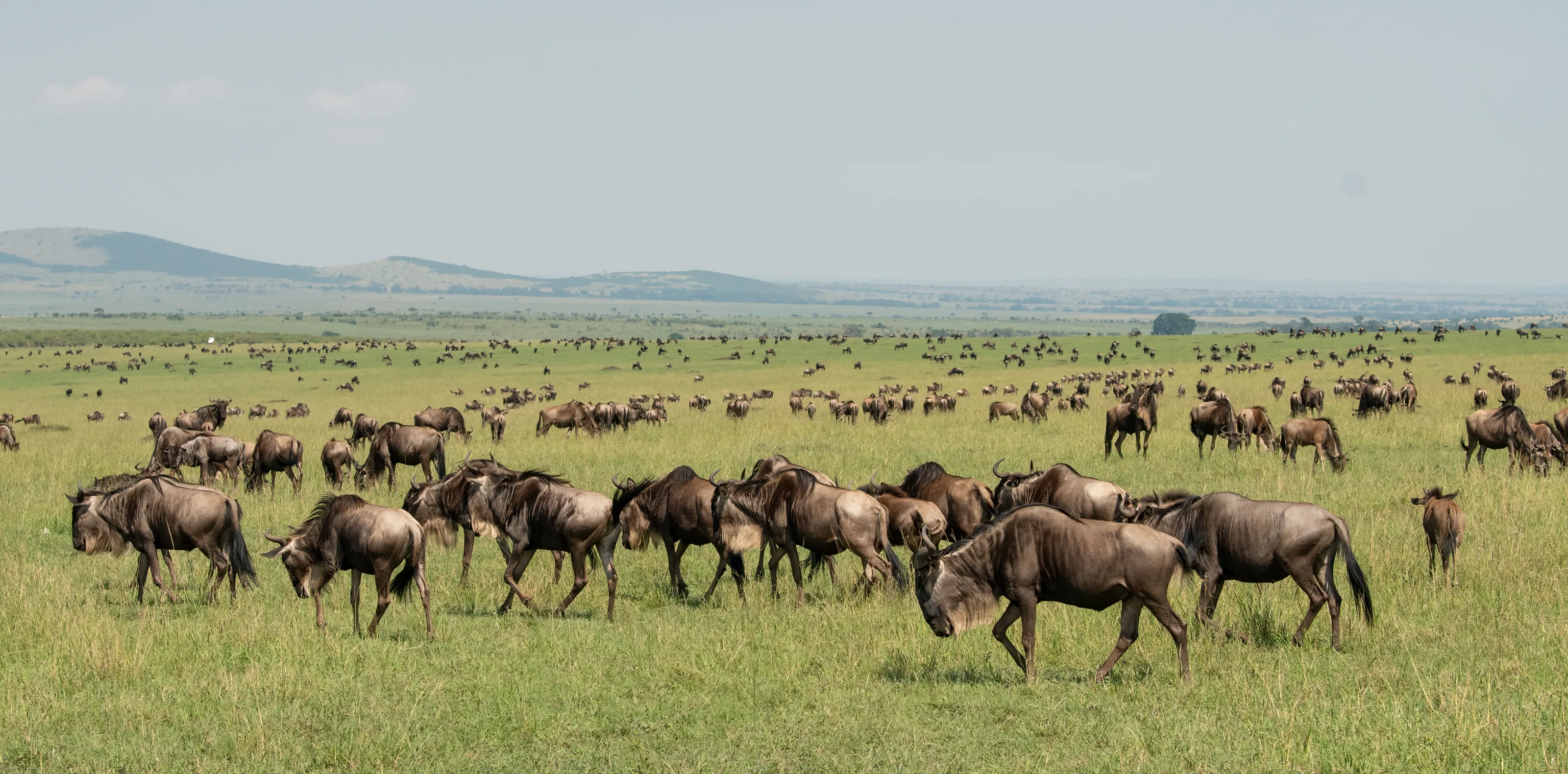 Wildebeest Migration Safari Cost