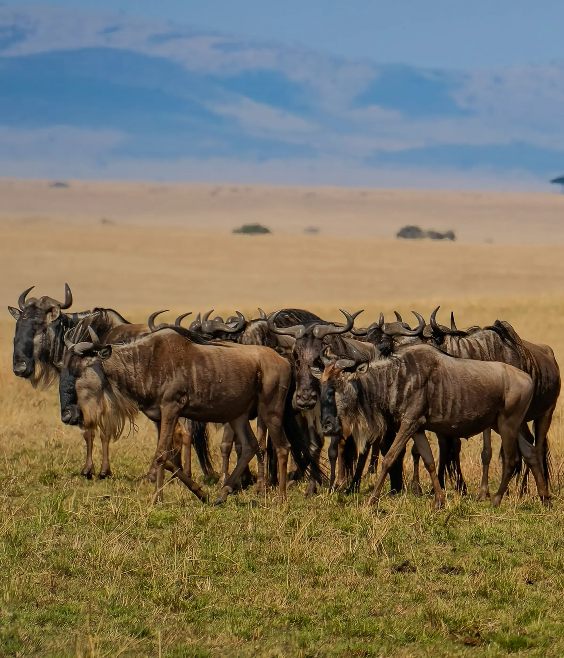 Serengeti Wildebeest Migration