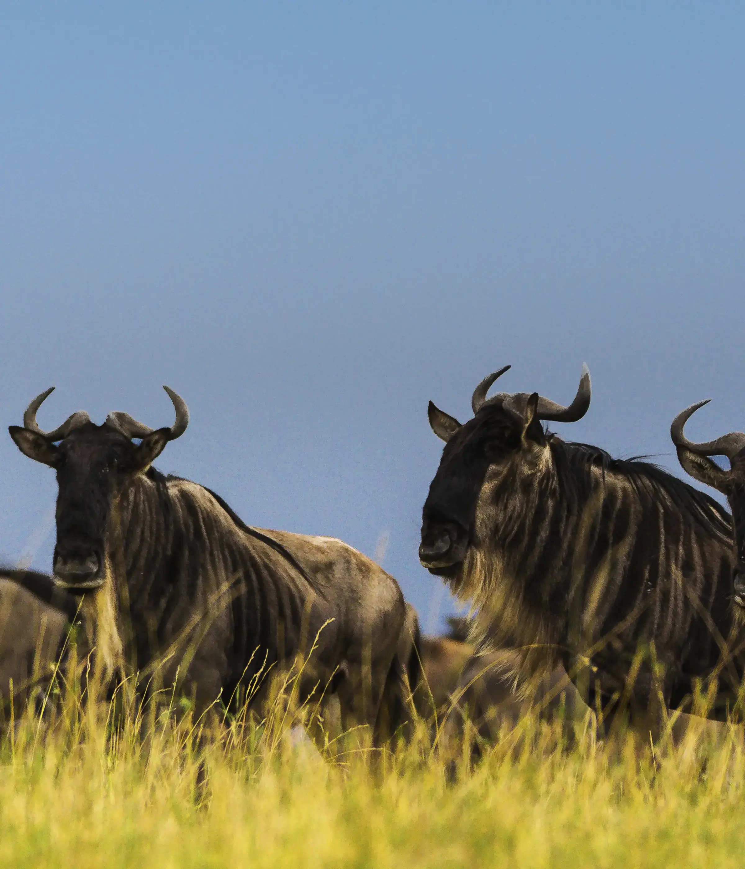 Serengeti Wildebeest Migration