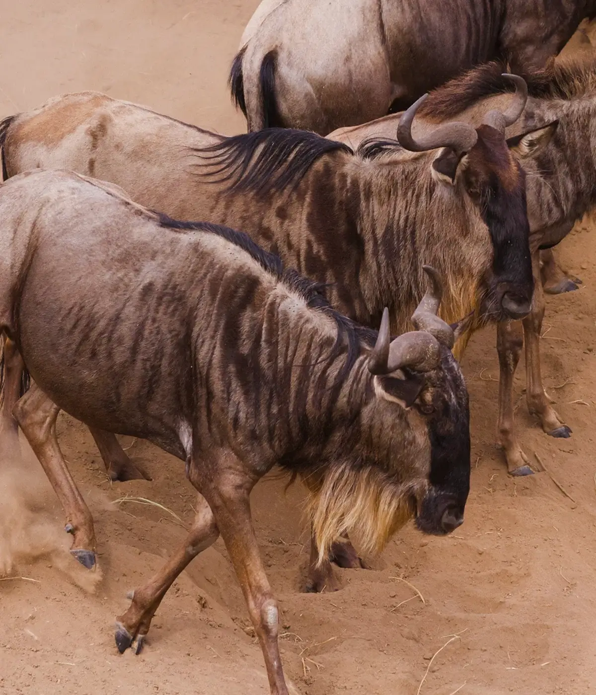 Serengeti Wildebeest Migration