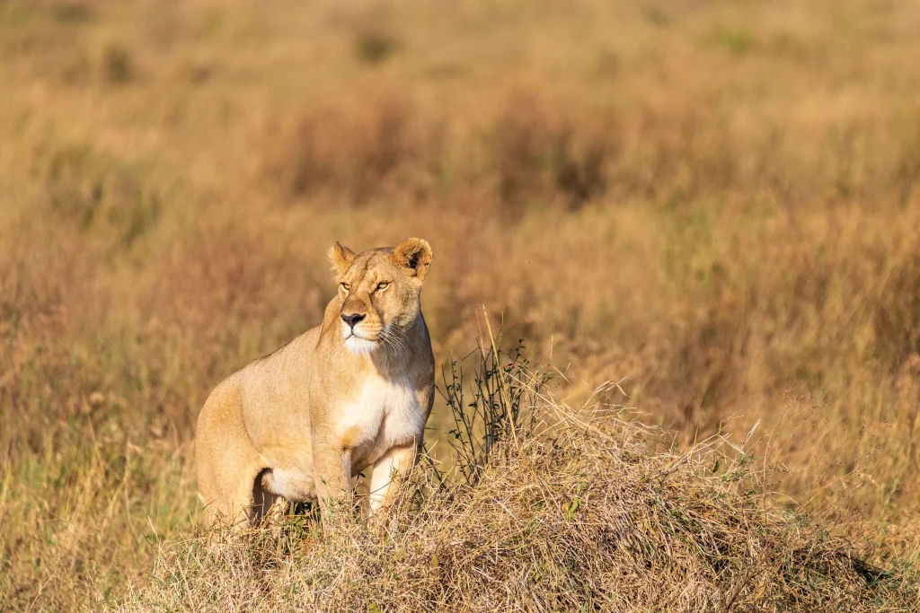 Safari in Tanzania