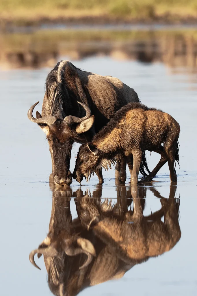 Serengeti Wildebeest Migration