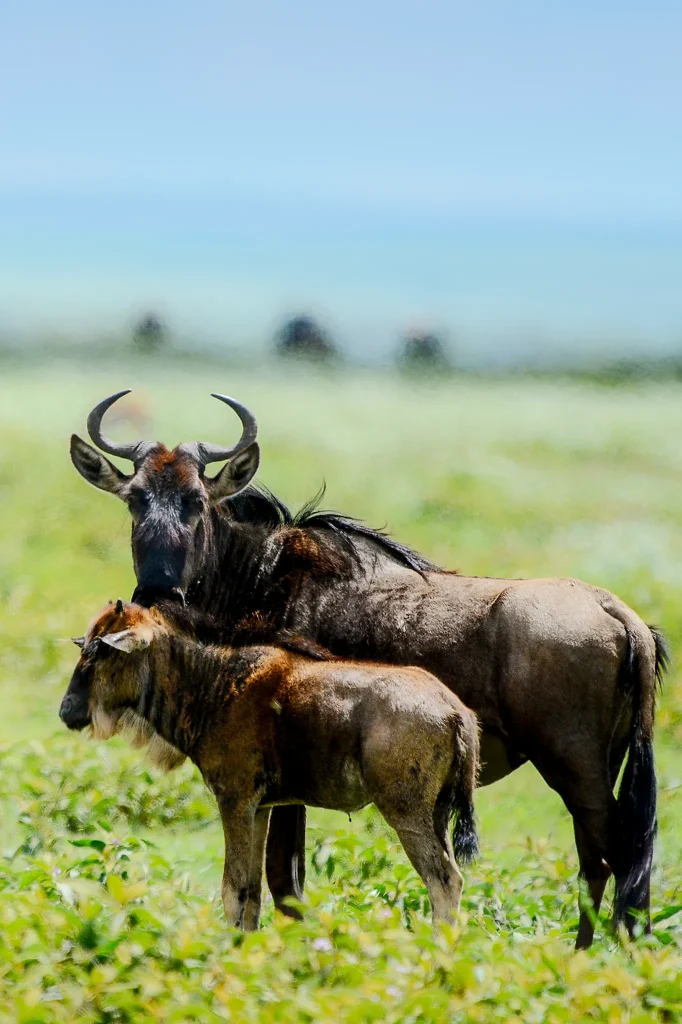 Serengeti Wildebeest Migration