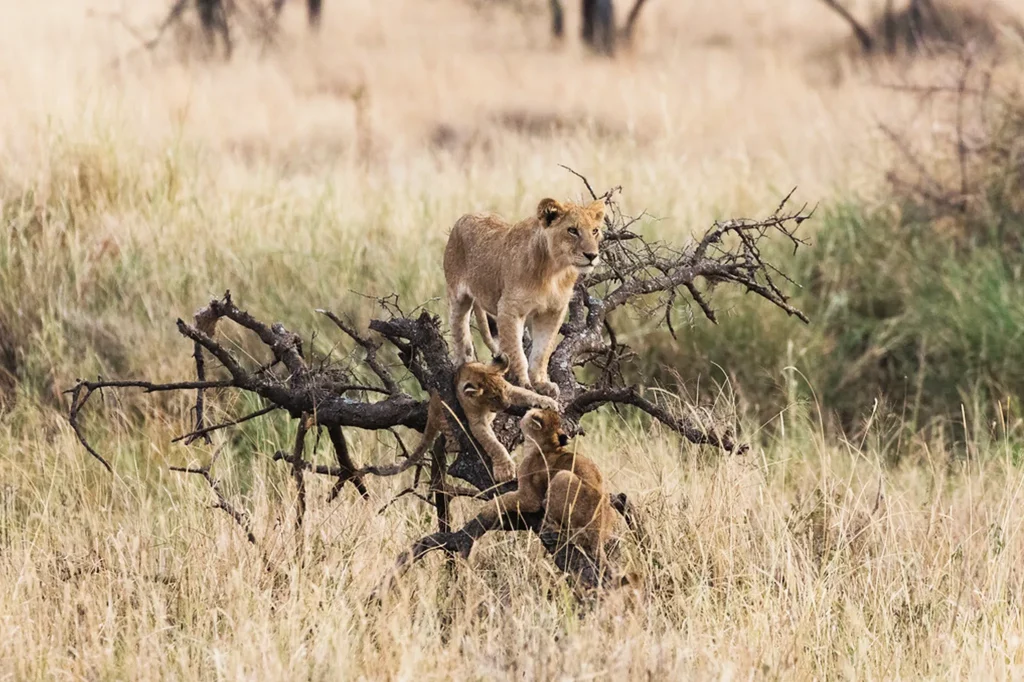 Connecting With Nature And Wildlife Conservation