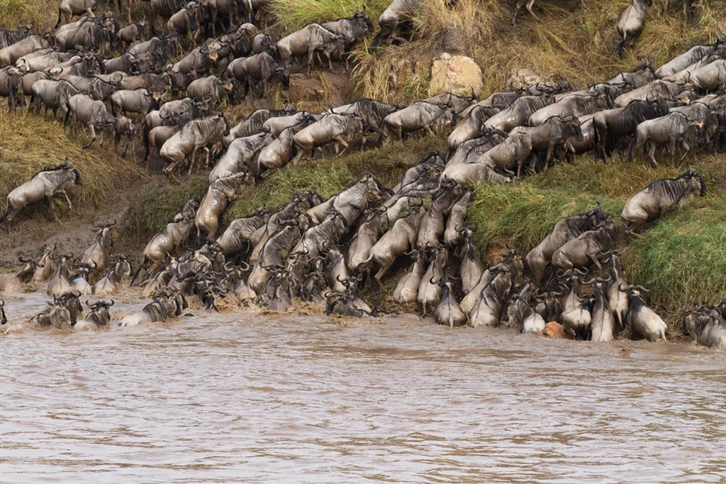 Educational Safaris For Environmental Awareness