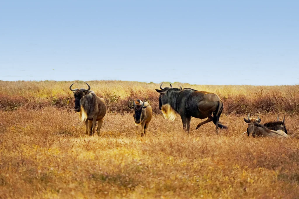 Great Wildebeest Migration