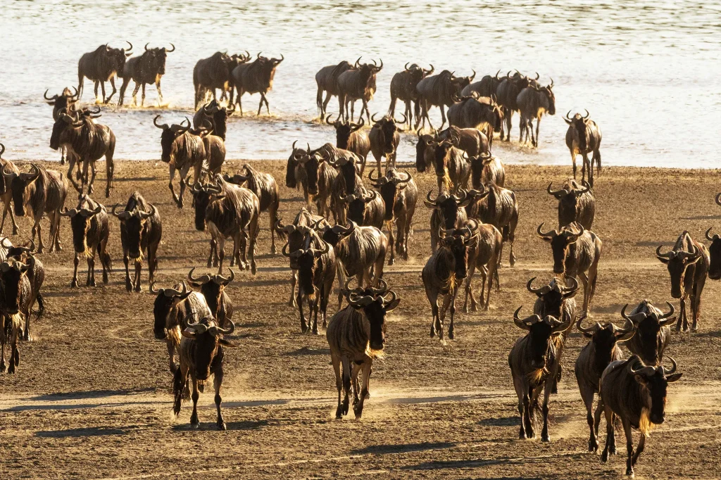 Serengeti Wildebeest Migration