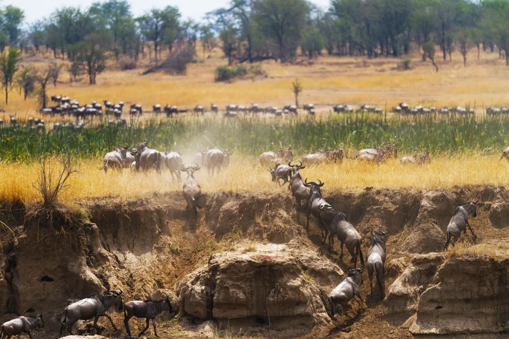 Great Migration