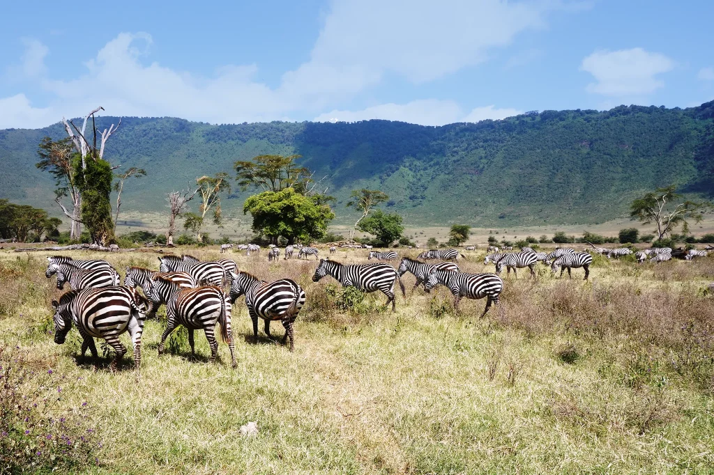 Ngorongoro Conservation area