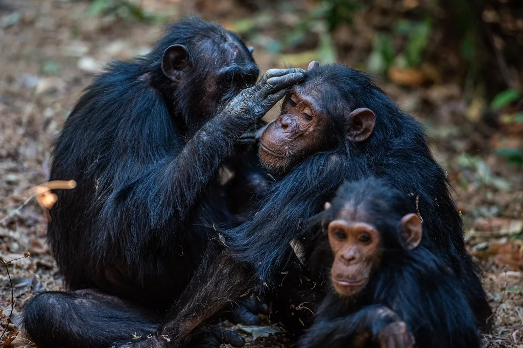 Chimpanzees