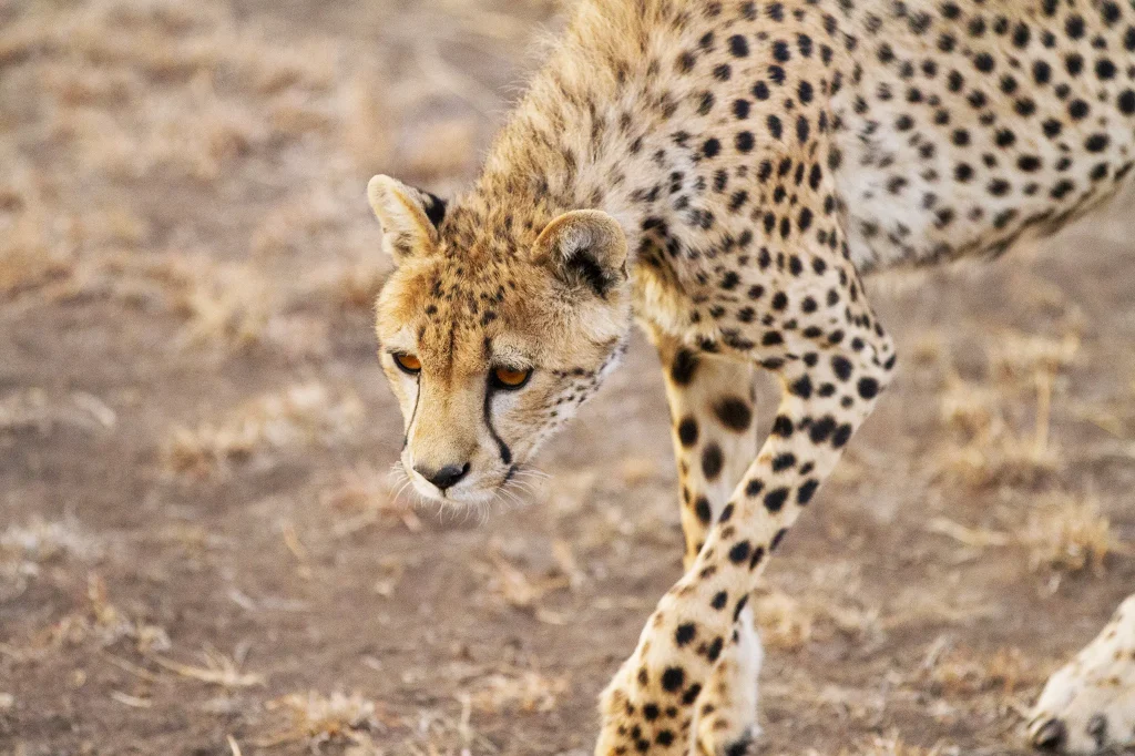 Serengeti National Park