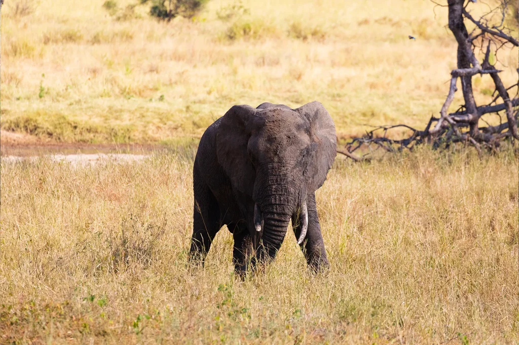 Tarangire National Park