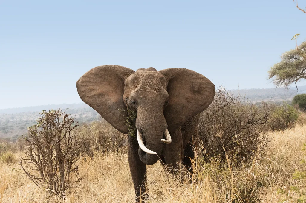 Protected Wildlife