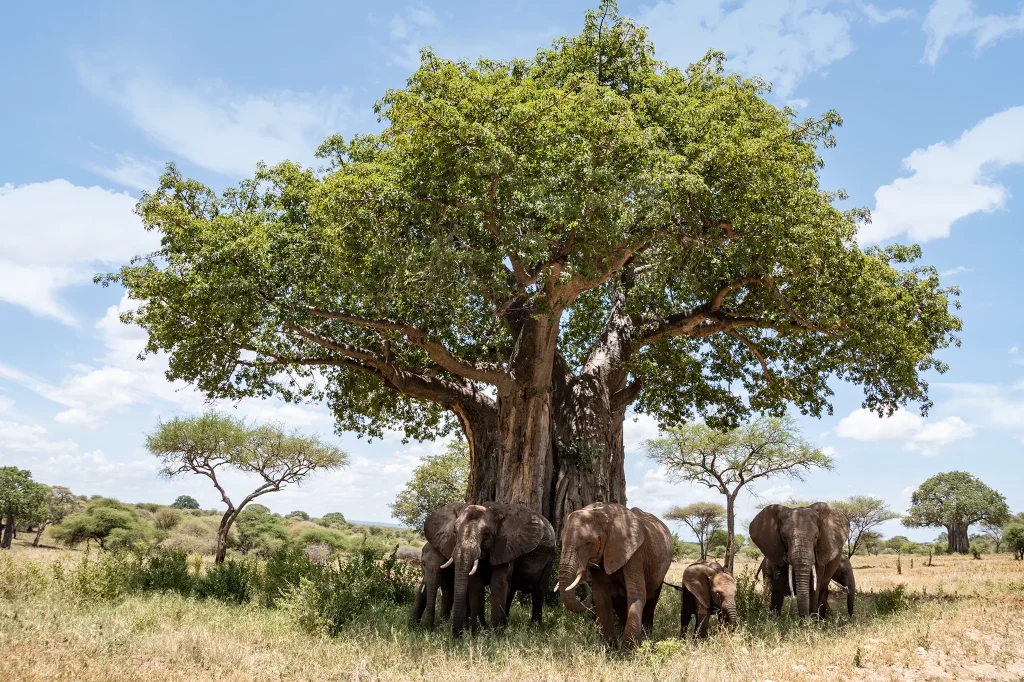 6-Day Tanzania Short & Sweet Safari