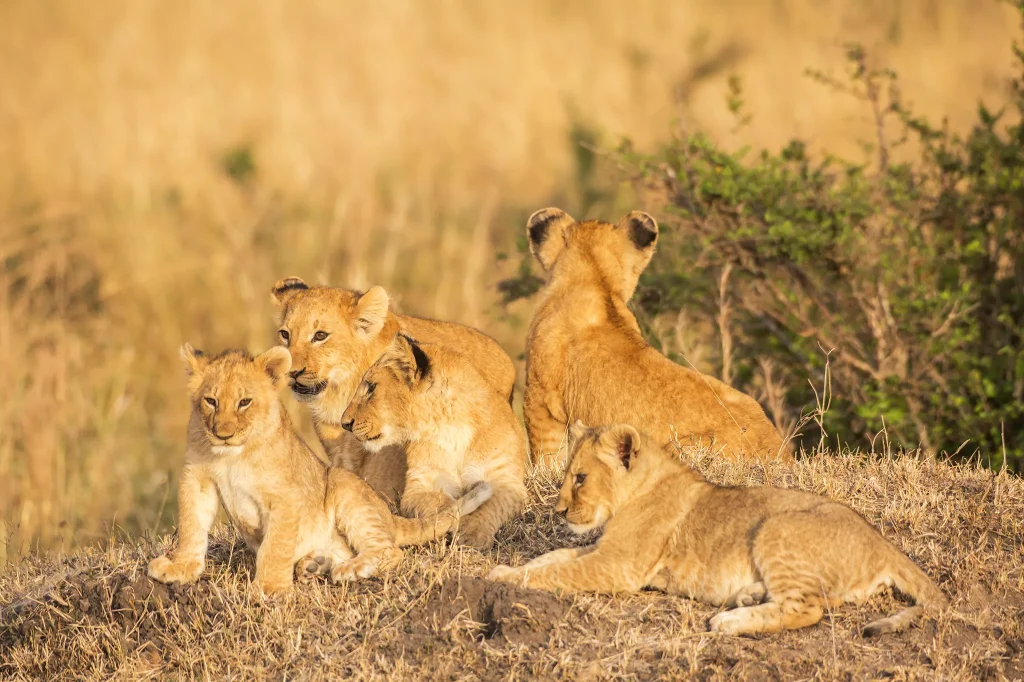 Lake Manyara National Park