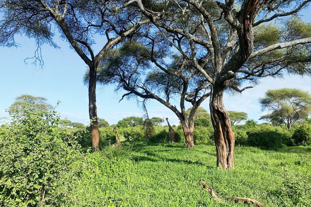 Lake Manyara to Serengeti