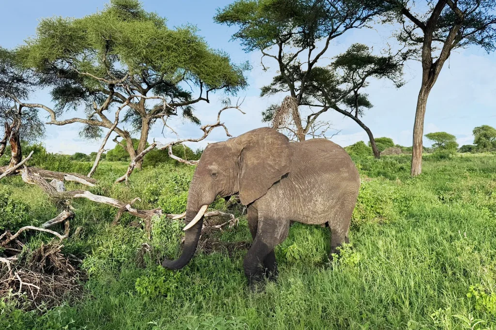Tanzania Safari Awaits