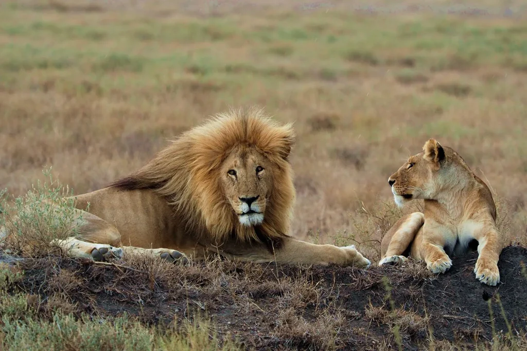 7 Days Big Five Safaris