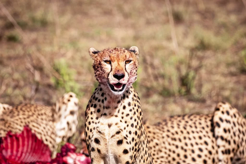 Serengeti National Park
