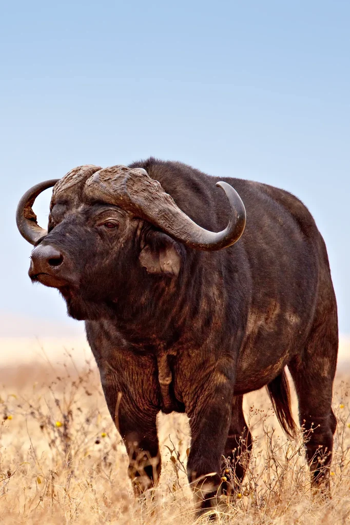 Ngorongoro Crater wild life