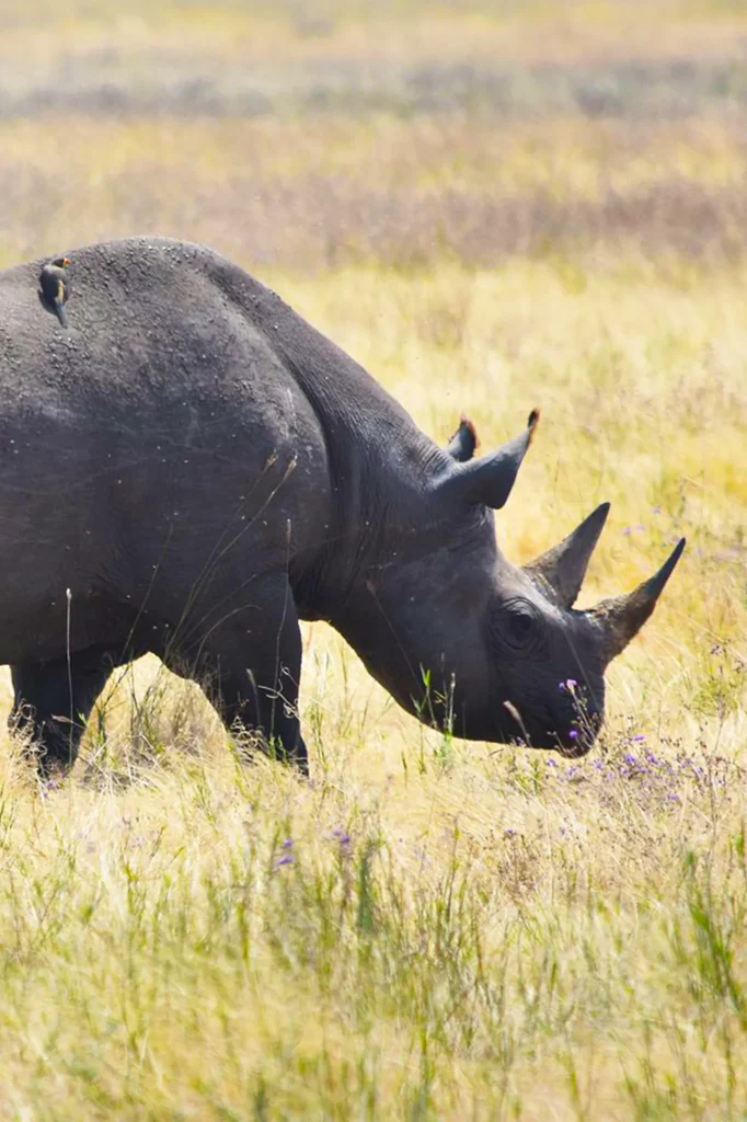 Ngorongoro Crater