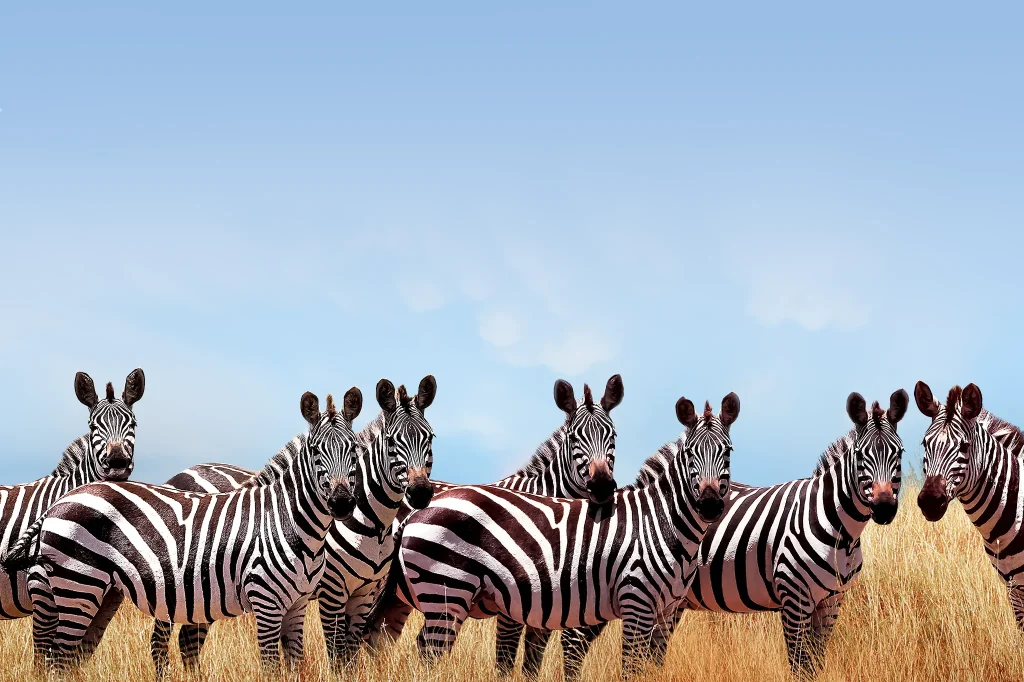 Tanzania Classic Safari