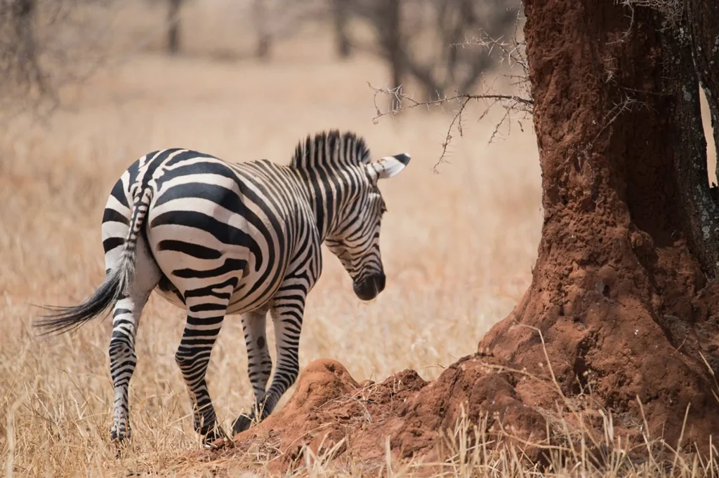 8 Days Tanzania Classic Safari
