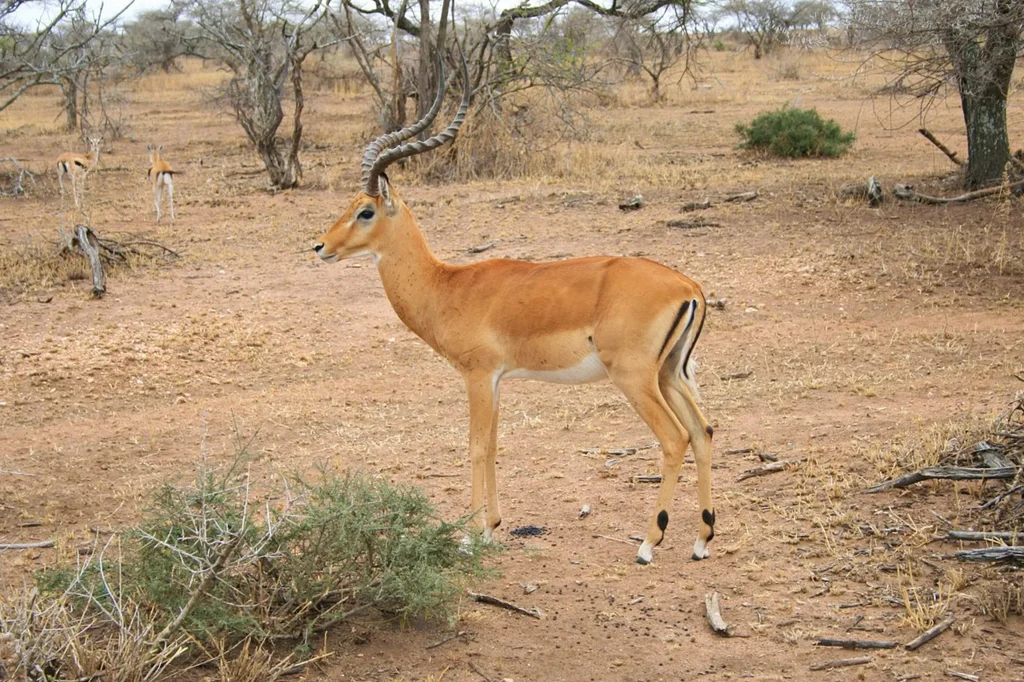 9 Days Western Tanzania Safari