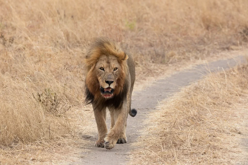 Jungle King- Lions