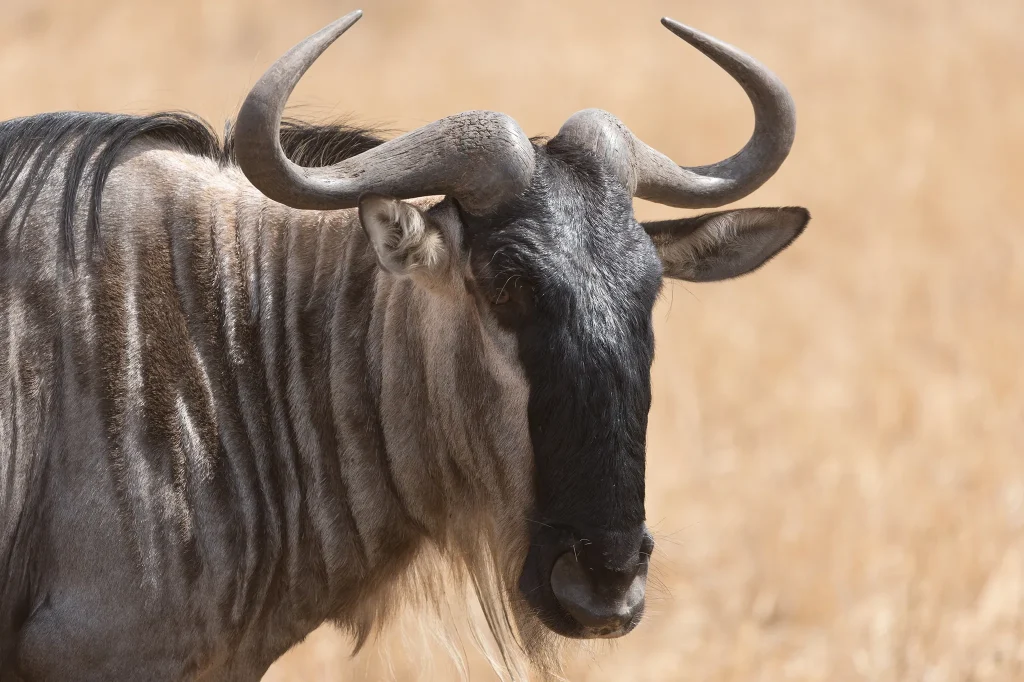 Wildebeests