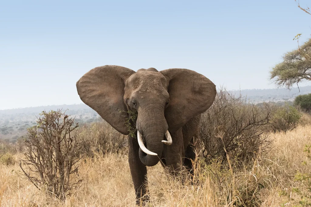 Elephants