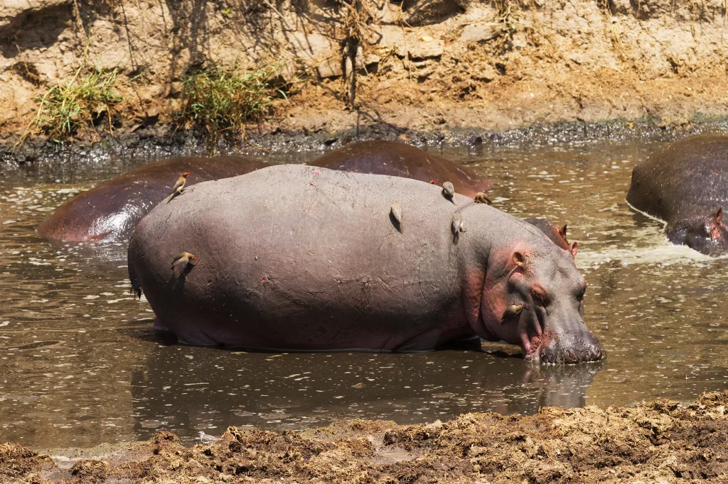 Hippopotamus